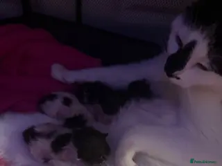 Mixed Breed cats Female kitten - Advert 1