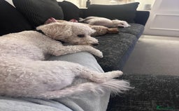 Poochon dogs for sale: Mother and son - Image 13