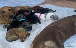 Dachshund dogs for sale: Adorable dachshund puppies ready for loving homes - Image 19