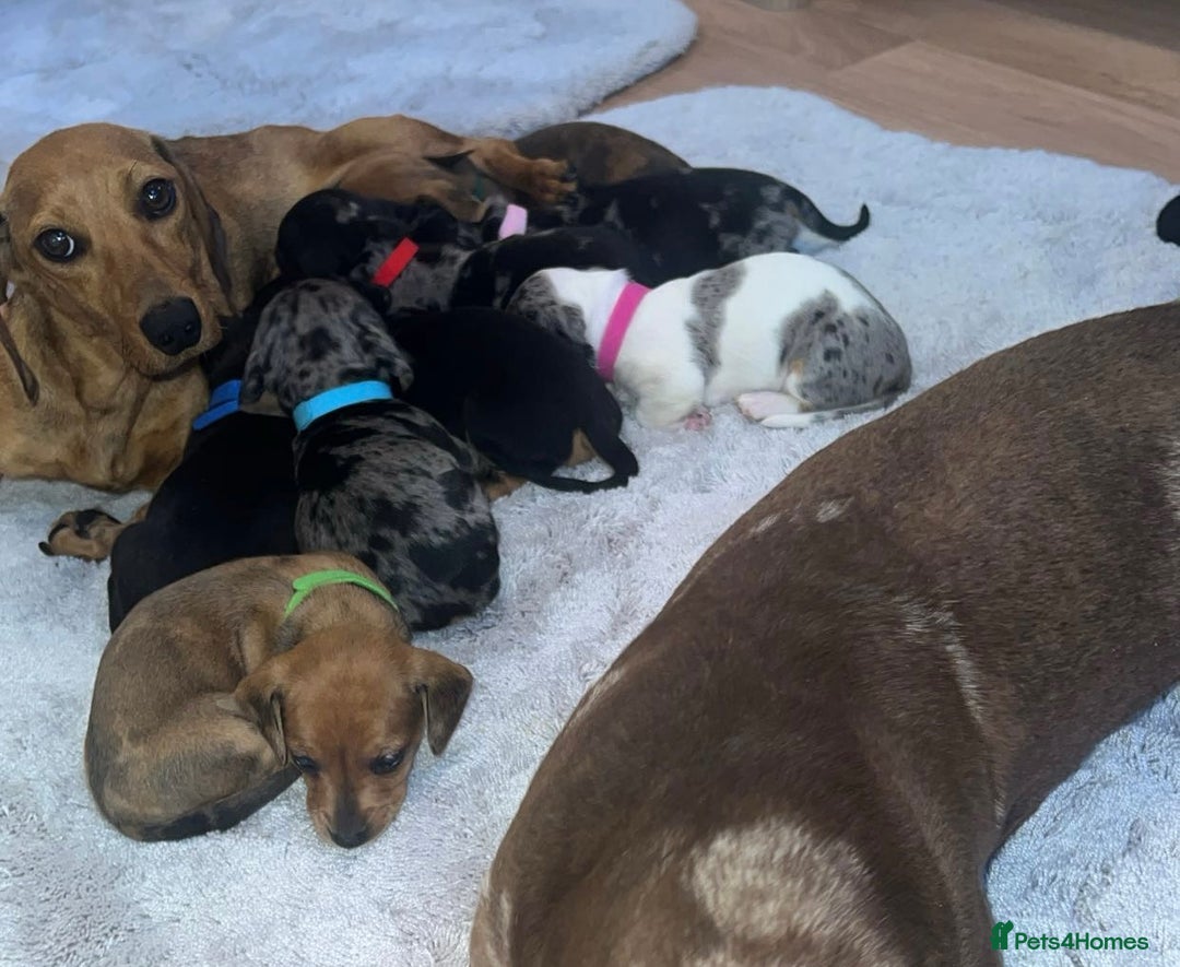 Dachshund dogs for sale: Adorable dachshund puppies ready for loving homes - Image 19