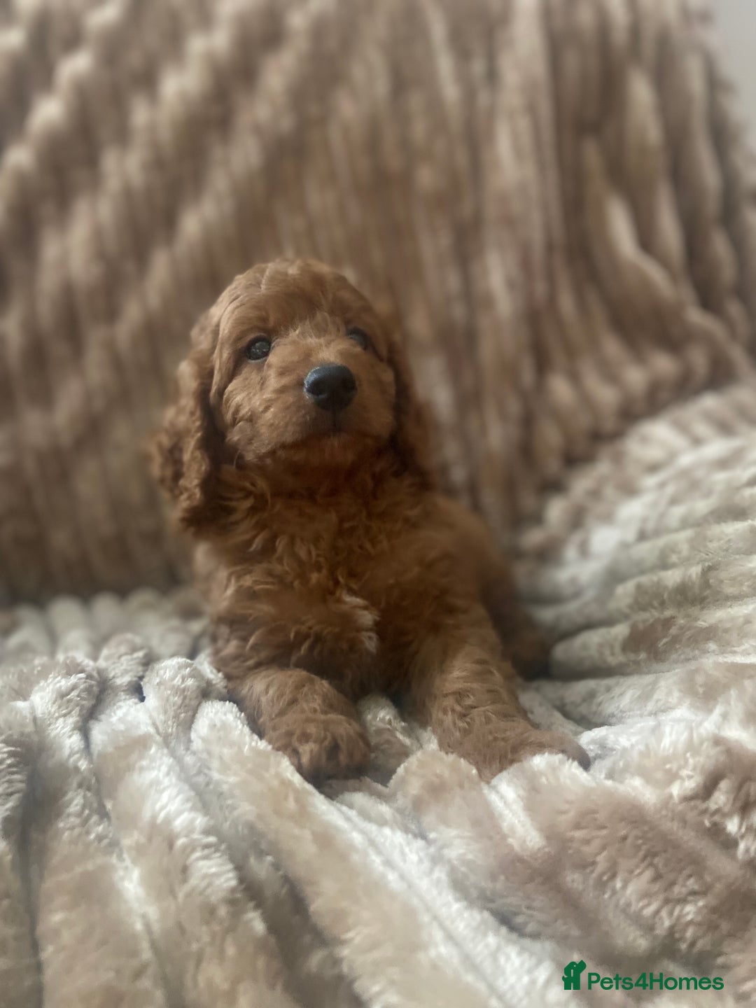Cockapoo dogs for sale: F1b toy cockapoo  - Image 4