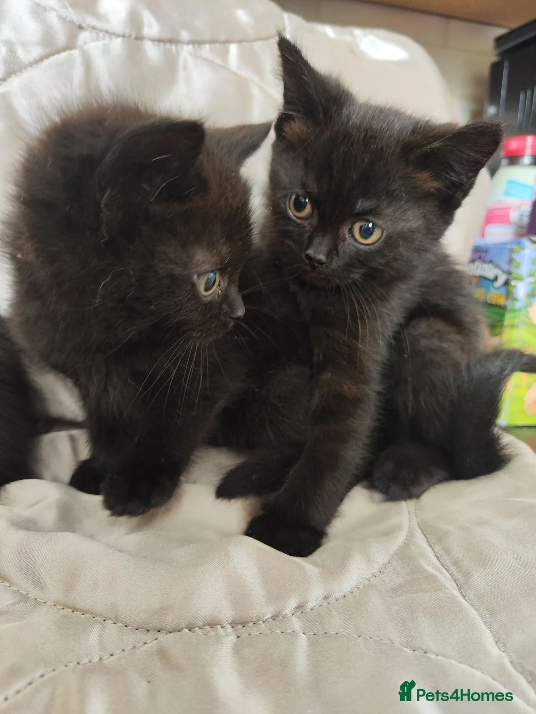 British Shorthair cats for sale: BSH MAKE ME OFFER - Advert 14