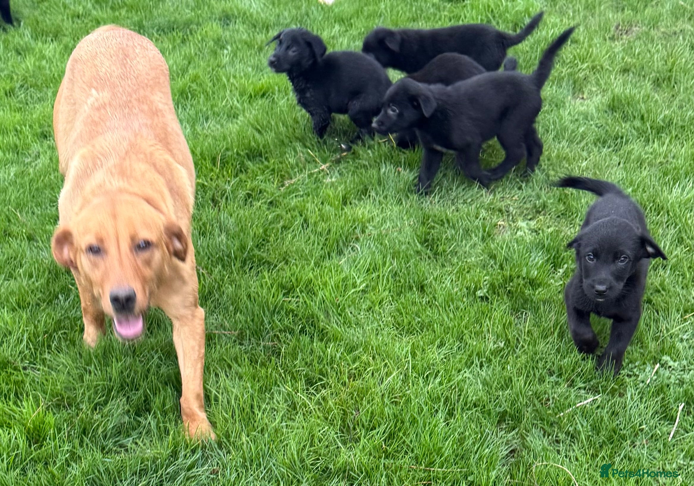 Borador dogs Vaccinated Fantastic Lab x Border Collie - Advert 18