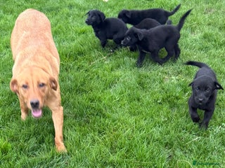 Borador dogs Vaccinated Fantastic Lab x Border Collie - Advert 1