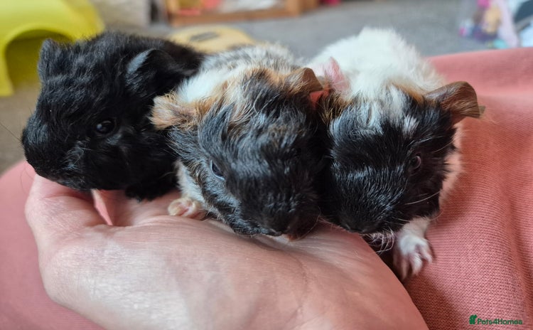 Guinea Pig rodents - Advert 3