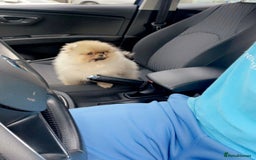 Pomeranian dogs for sale: Stunning tiny teddy bear toy poms - Image 10