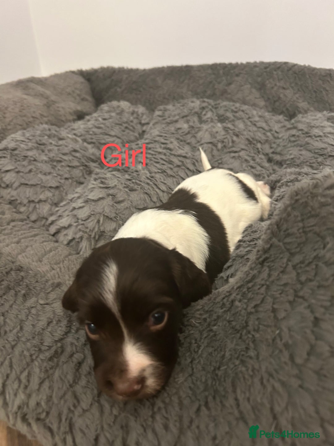 English Springer Spaniel dogs for sale: Springer spaniel puppies  - Image 5