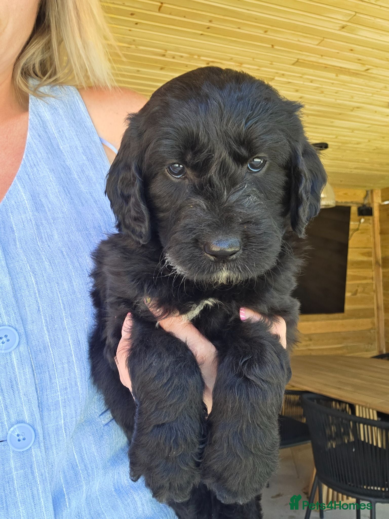 Goldendoodle dogs 🐾 Beautiful F1 Goldendoodle Puppies Available 🐾  - Advert 1