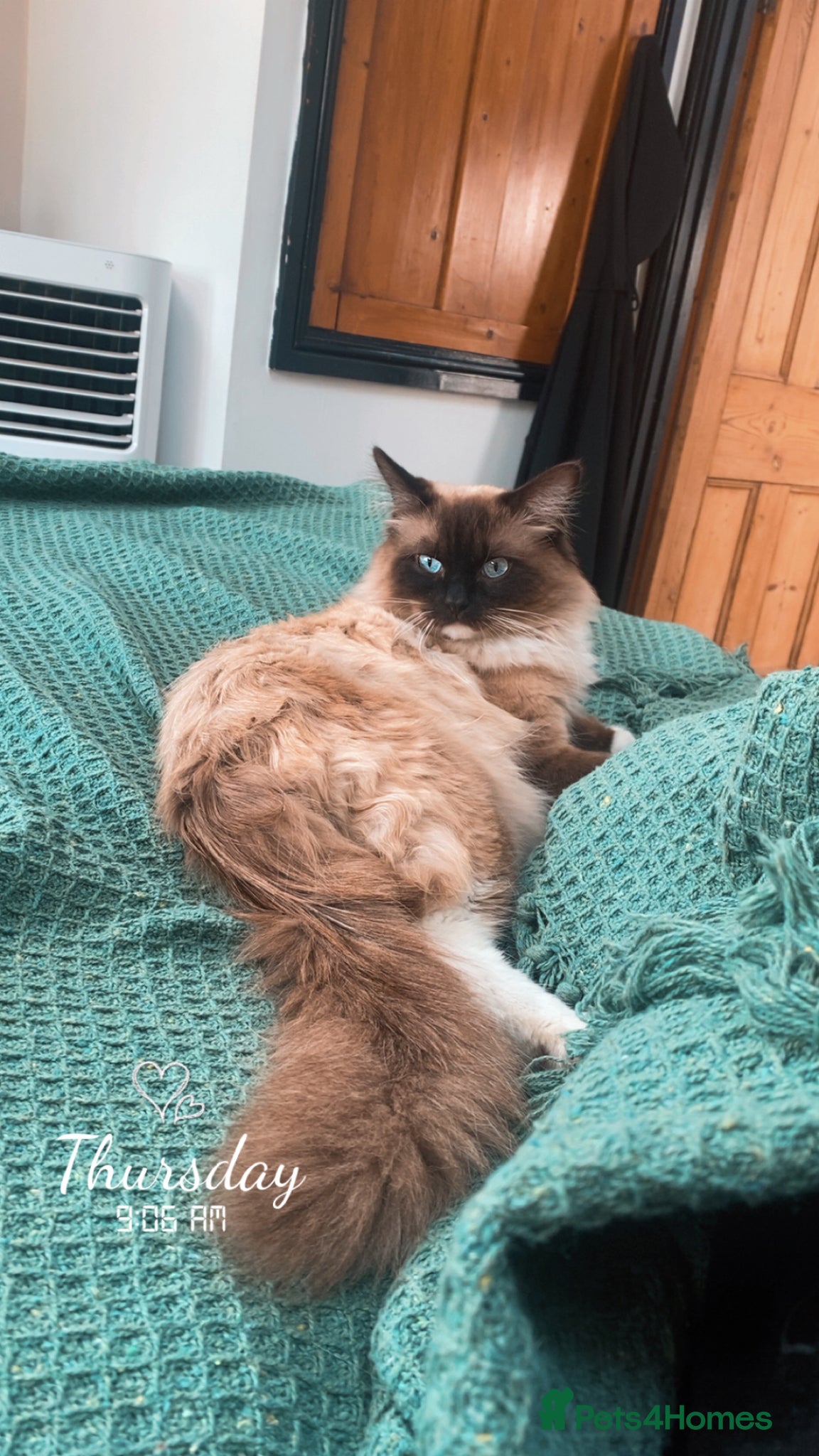 Ragdoll cats Beautiful male ragdoll - Advert 1