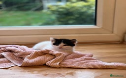 Domestic Shorthair cats for sale: 5 adorable mixed kittens, Russian Blue & Shorthair - Advert 17