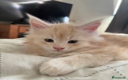Maine Coon cats for sale: Cream beautiful and fluffy kittens  in Oxford - Image 7