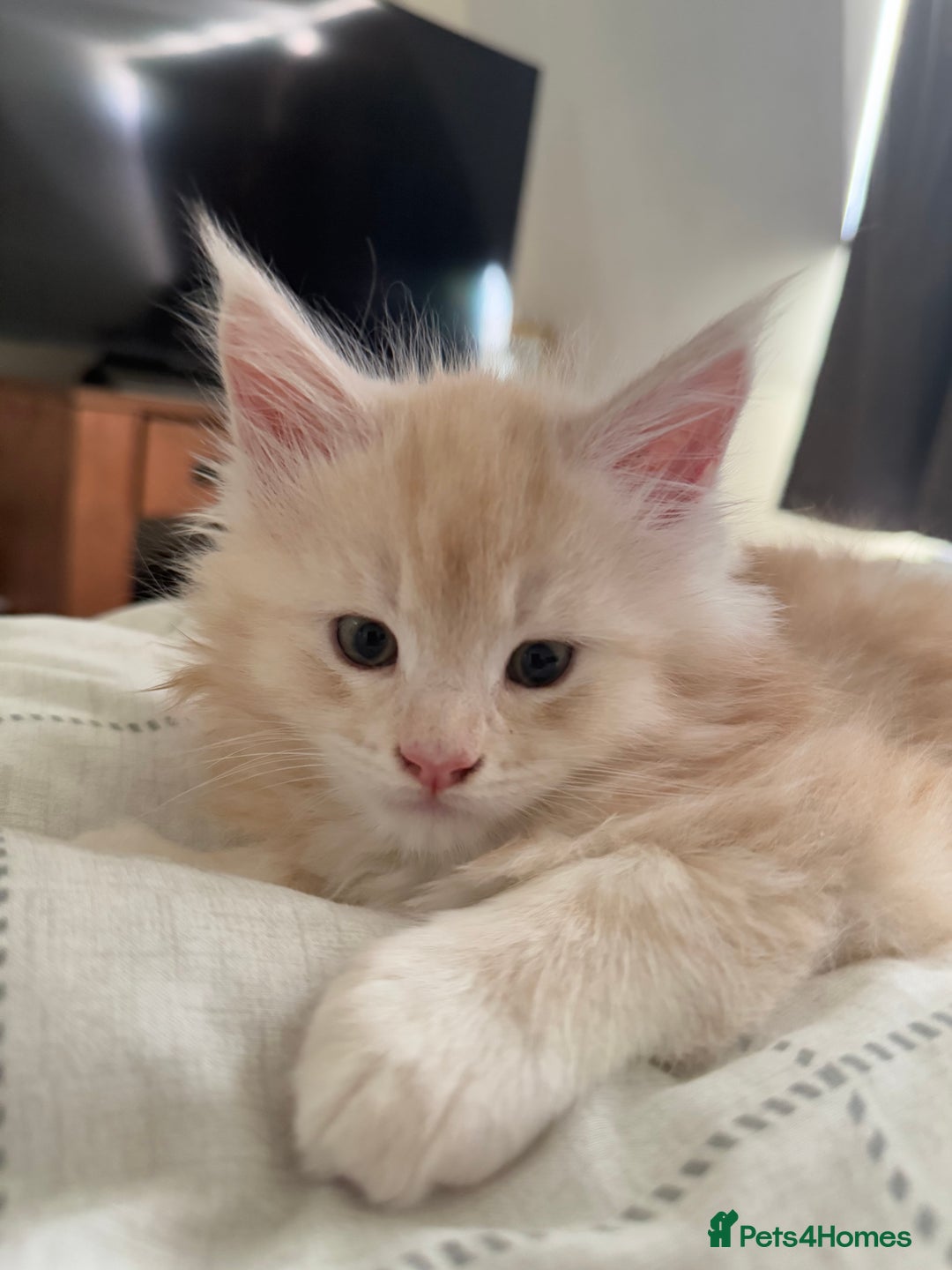 Maine Coon cats for sale: Cream beautiful and fluffy kittens  in Oxford - Image 7
