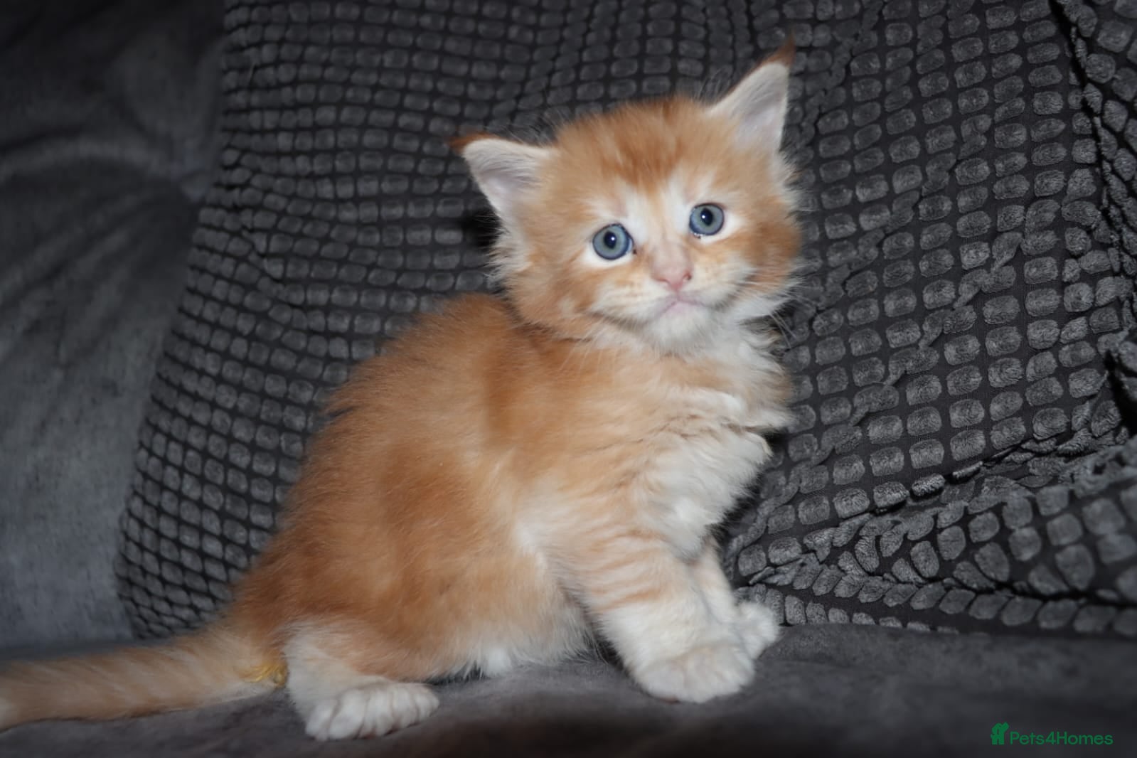 Maine Coon cats Gorgeous maine coon kittens (2 poly) - Advert 1