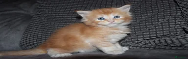 Red smoke polydactyl boy