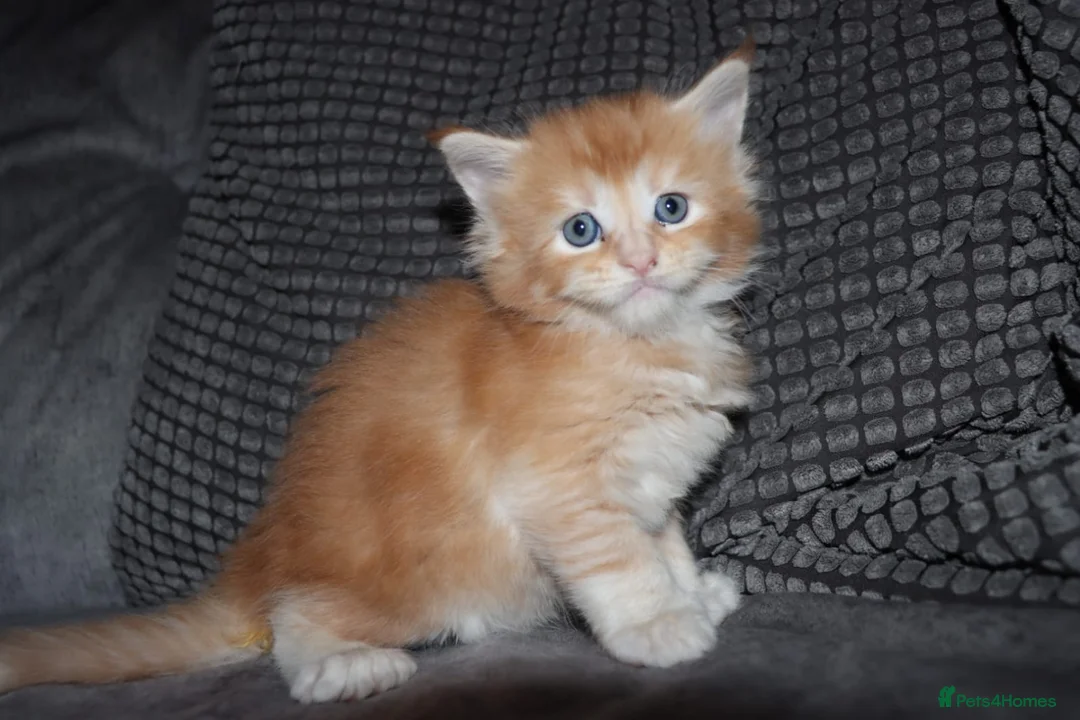 Maine Coon cats for sale: Gorgeous maine coon kittens (2 poly) - Advert 1