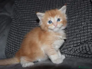Maine Coon cats Gorgeous maine coon kittens (2 poly) - Advert 1