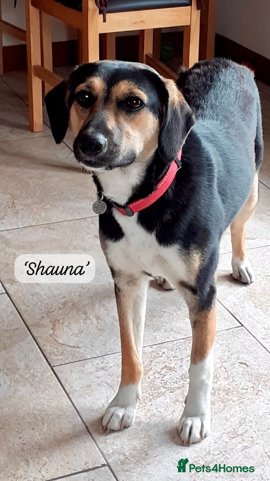 Mixed Breed dogs Shauna, 6 months approx. Available for adoption. - Advert 18