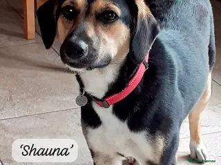 Mixed Breed dogs Shauna, 6 months approx. Available for adoption. - Advert 4