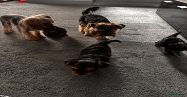 Yorkshire Terrier dogs - Advert 3