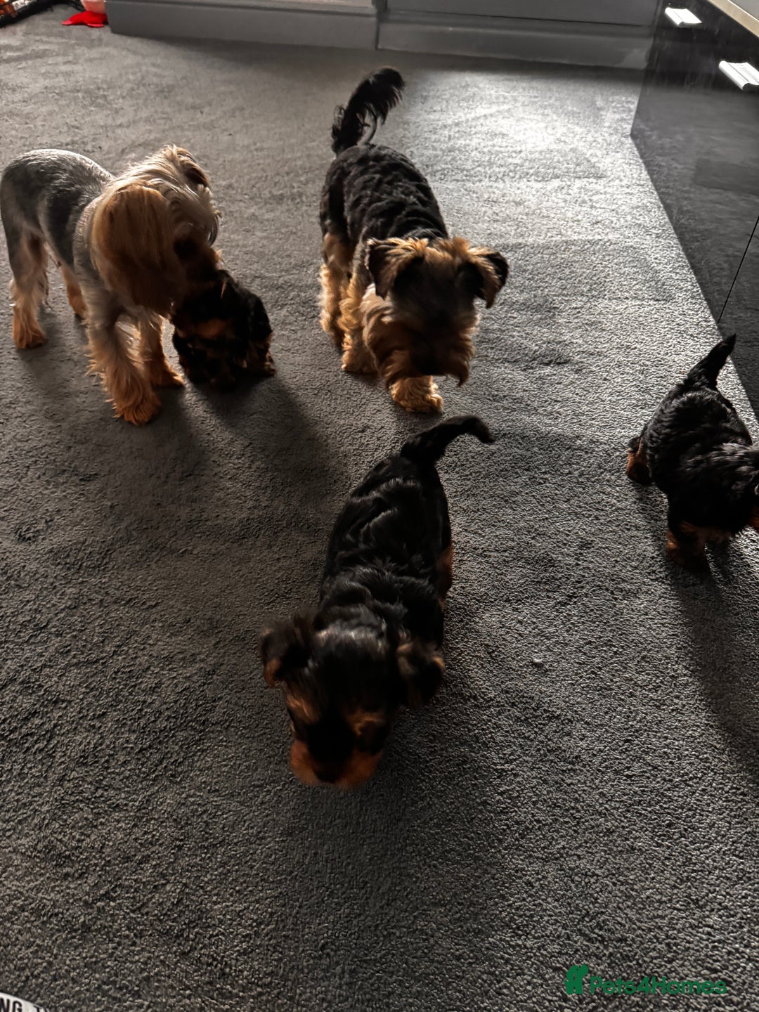 Yorkshire Terrier dogs for sale: 🐾 Adorable Puppies for Sale! 🐾 - Image 2