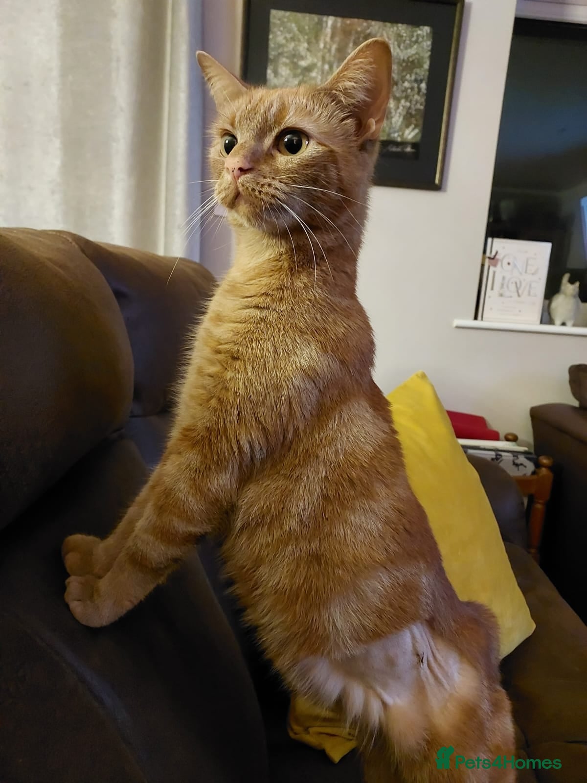 Domestic Shorthair cats Toffee, 2 year old female (neutered)  - Advert 1