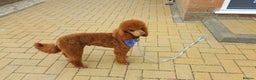 Miniature Poodle dogs for stud: Red K.C miniature poodle stud. health tested clear - Advert 6