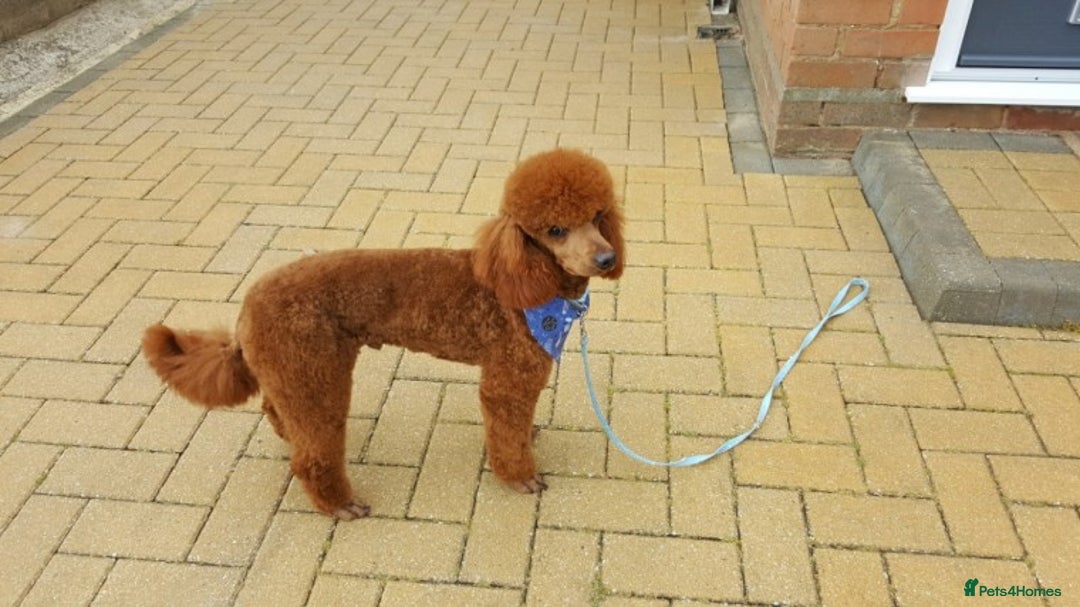 Miniature Poodle dogs for stud: Red K.C miniature poodle stud. health tested clear - Advert 6