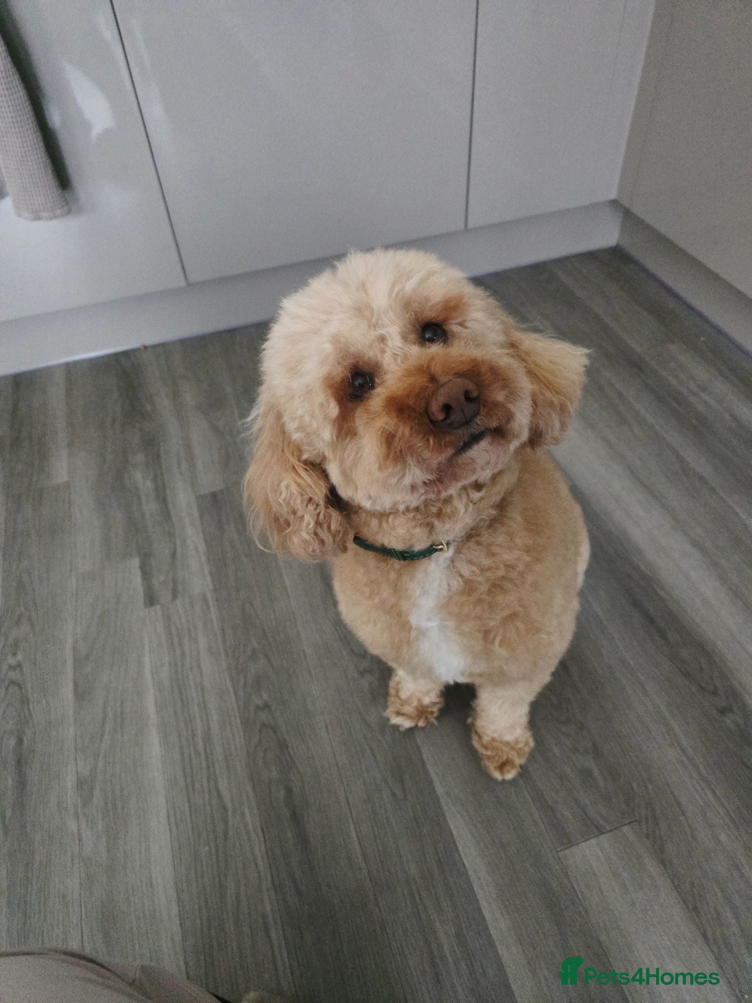 Mixed Breed dogs Loyal Companion Seeking Calm, Adult-Only Home - Advert 5