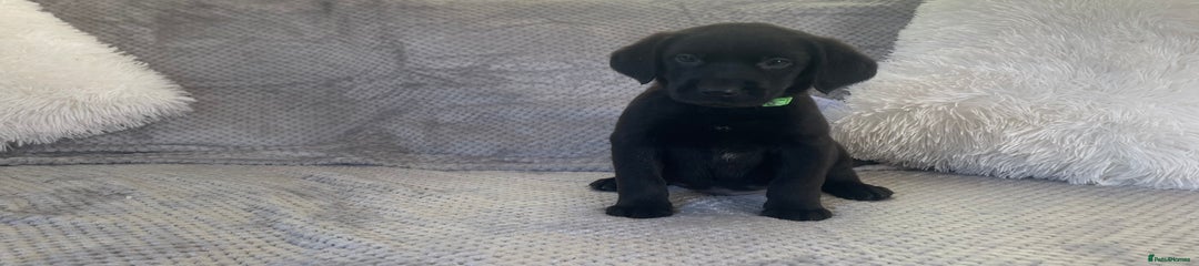 Labrador Retriever Puppy 2