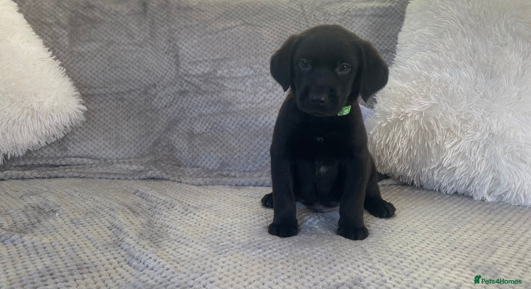 Labrador Retriever dogs for sale: Stunning Chunky Labradors ready this weekend  - Image 7