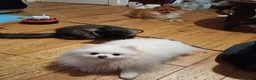 Pomeranian dogs for sale: Male Pomeranian 2 Years Old - Advert 6