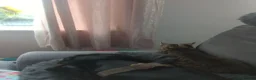 European cats for sale: 2 Gorgeous Tabby Kittens Ready For Forever Homes - Advert 8