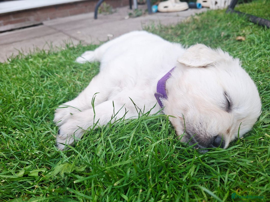 Golden Retriever dogs for sale: Cream Golden Retriever Puppies –Family Raised  - Image 7