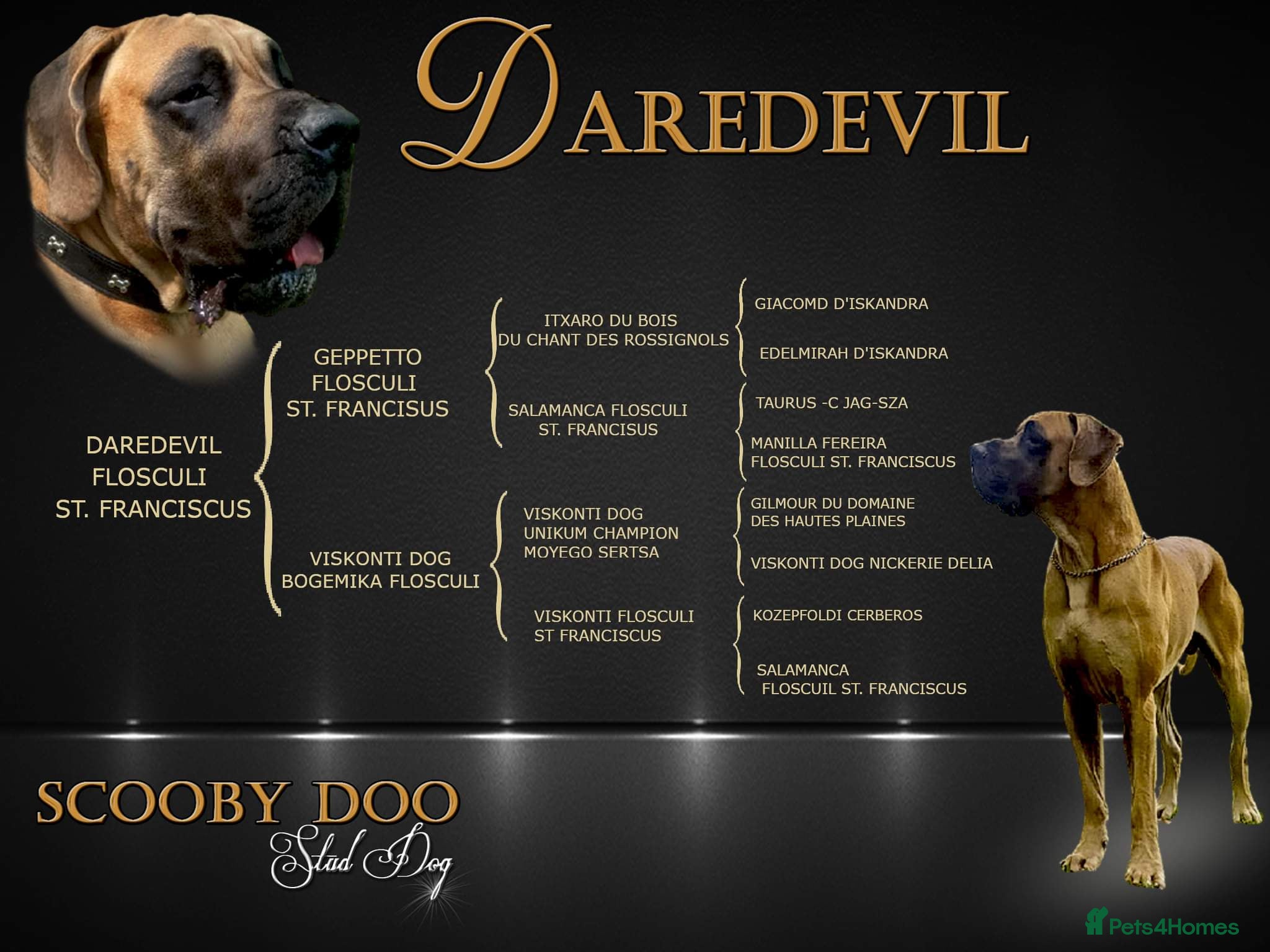 Great Dane dogs PROVEN Fawn Great dane for stud in Northampton - Advert 1