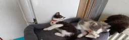 Mixed Breed cats for sale: 5 cuties looking for new forever homes - Advert 6