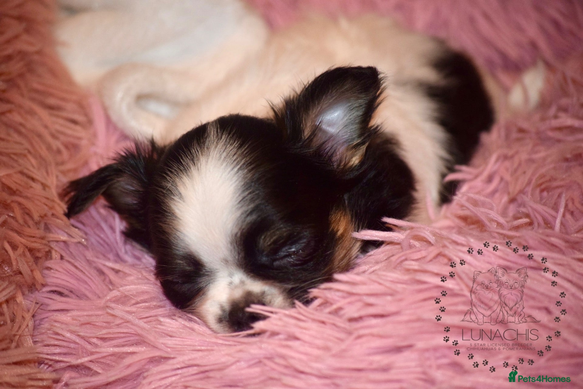 Chihuahua dogs Beautiful long coat chihuahua puppies - Advert 12