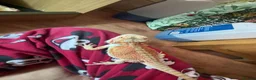 Bearded Dragon reptiles for sale: Bearded dragon  - Advert 3