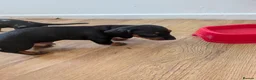 Miniature Dachshund dogs for sale: 2 beautiful dachshund pups  - Advert 6