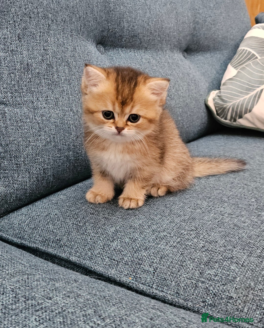 Scottish Fold cats for sale: Excellent Scottish fold kittens  - Image 39