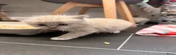 Ragdoll cats for sale: 3 Female Ragdoll Kittens  - Advert 2