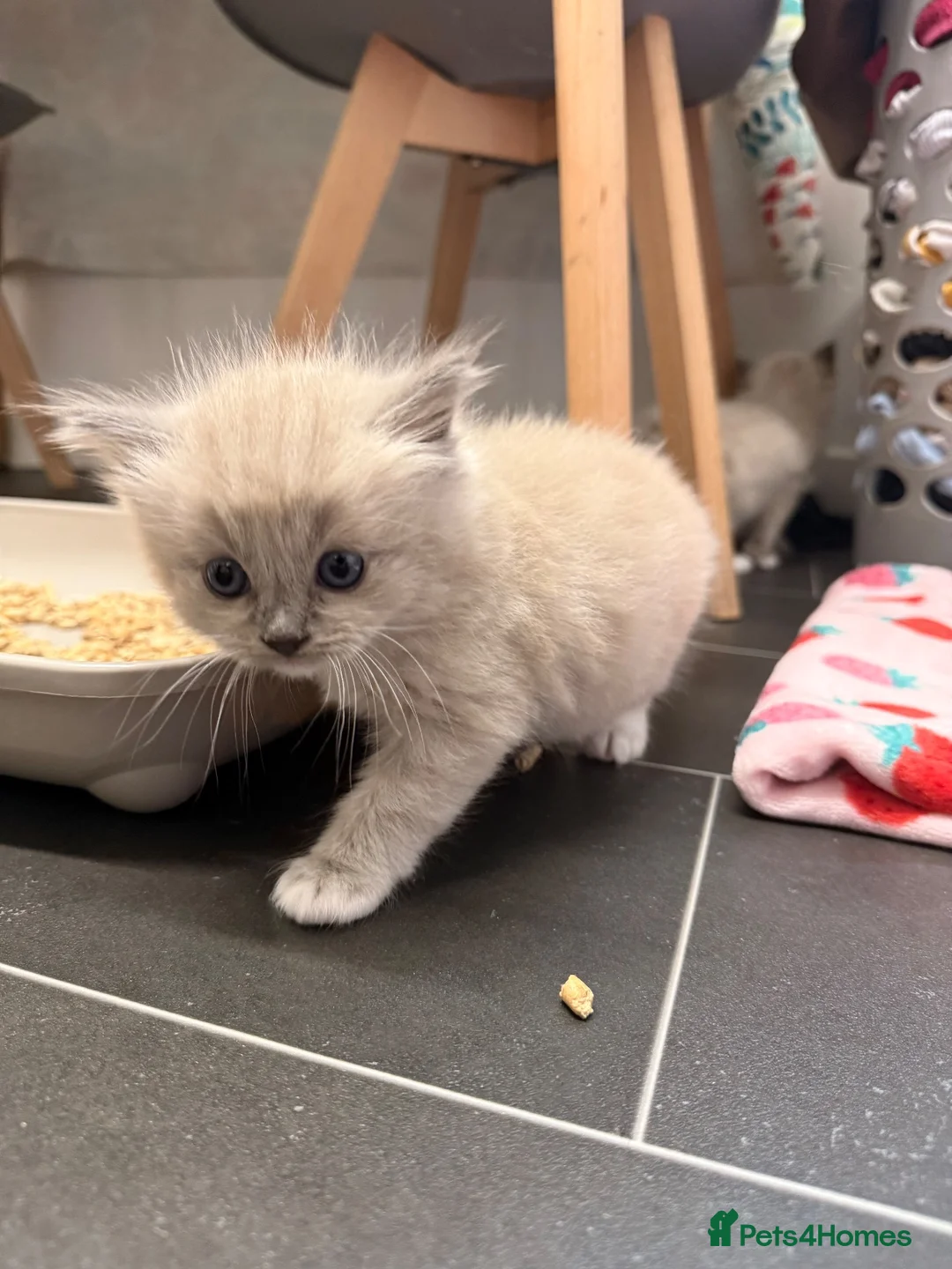 Ragdoll cats for sale: 3 Female Ragdoll Kittens  - Advert 2