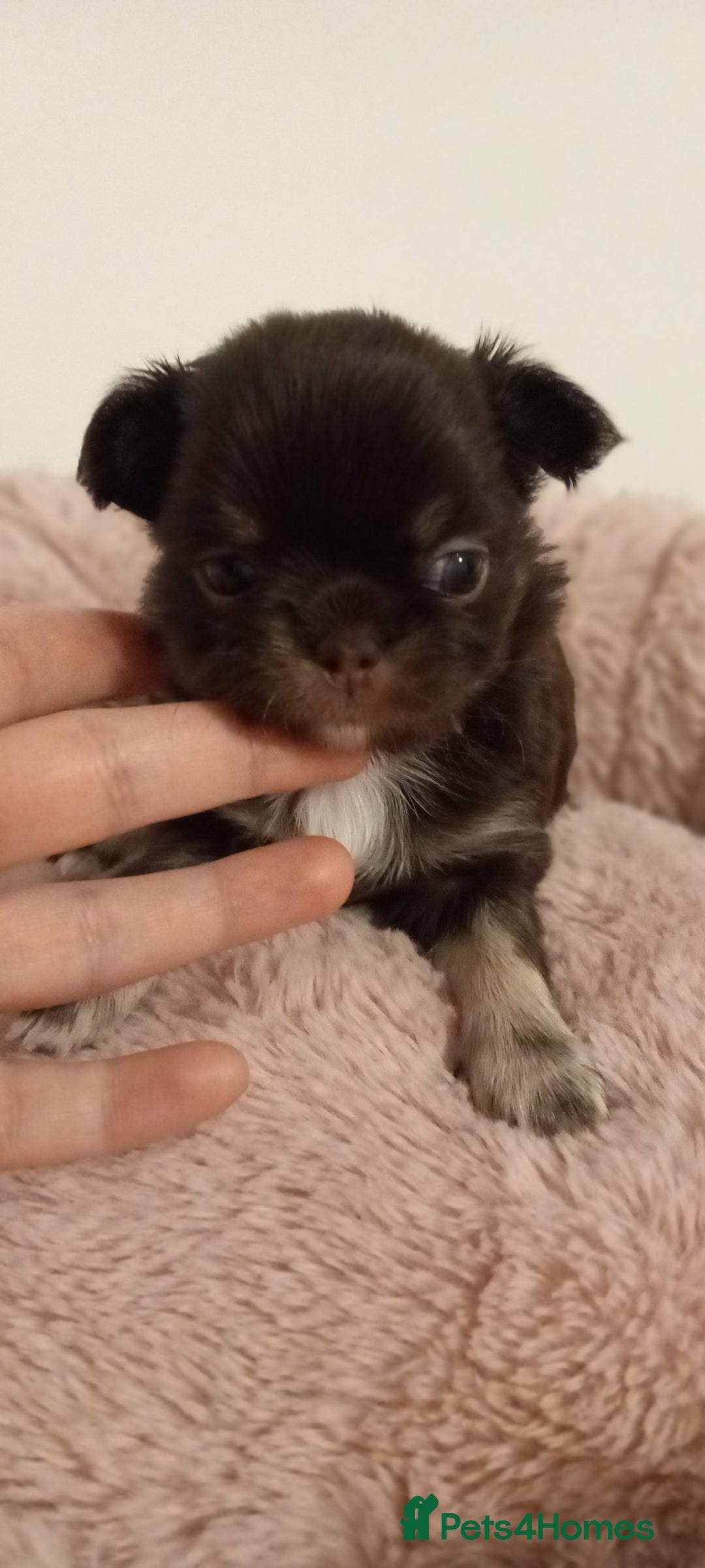 Chihuahua dogs for sale: ❤️‍🔥DNA tested parents❤️‍🔥LC 1Boys KC REG  - Advert 33