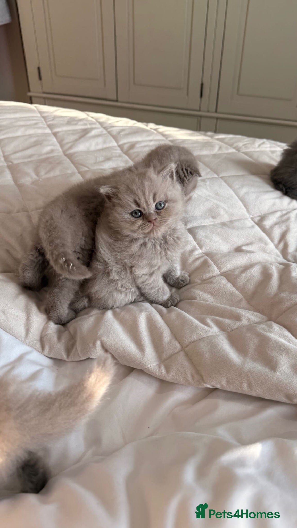 British Shorthair cats British shorthair X Scottish fold  - Advert 2