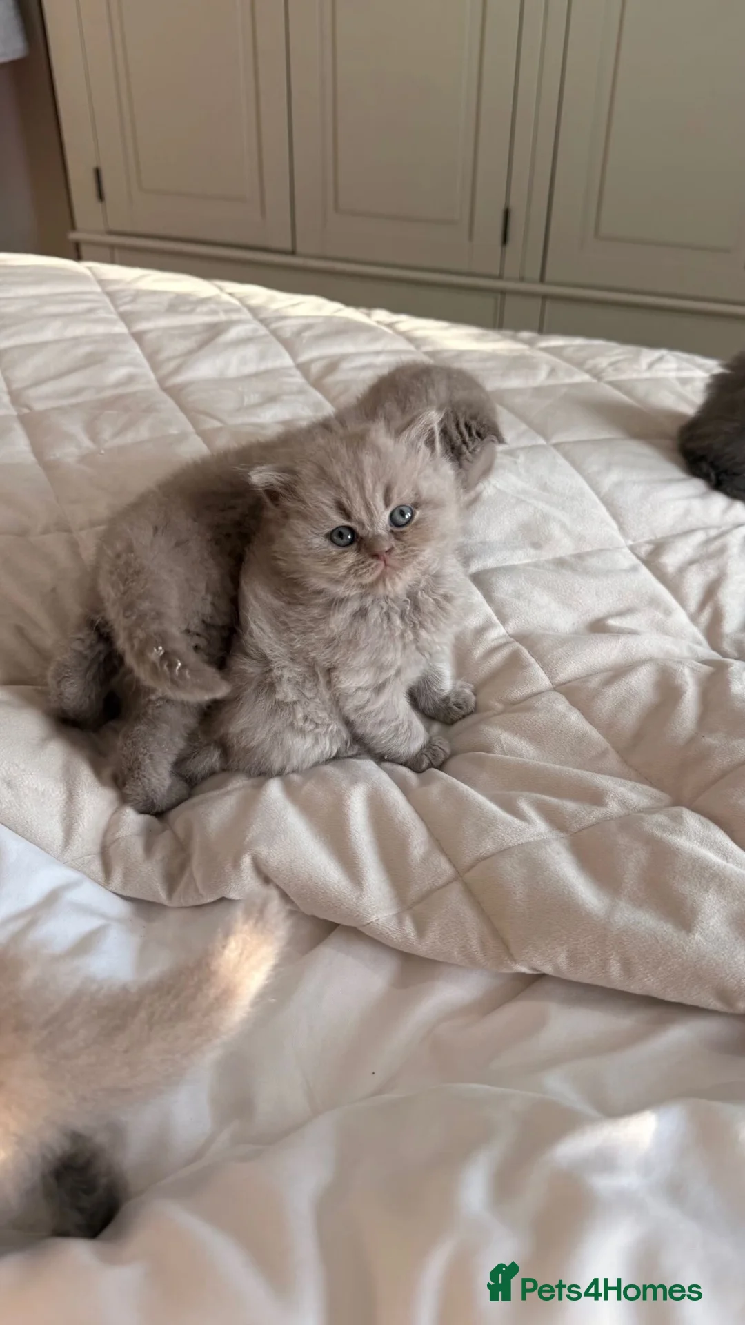 British Shorthair cats for sale: British shorthair X Scottish fold  - Advert 2
