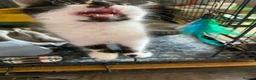 Mixed Breed cats for sale: Black and white female still available  - Advert 3