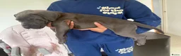 Cane Corso dogs for sale: 2 beautiful chunky cane corso male puppies  - Advert 3