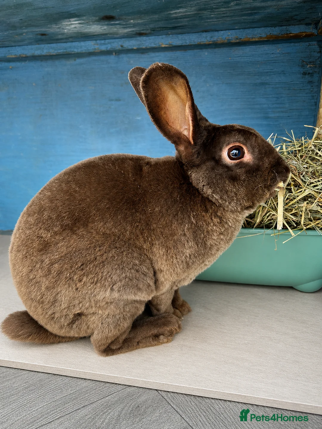 Rex rabbits for sale: Mini Rex  - Advert 1