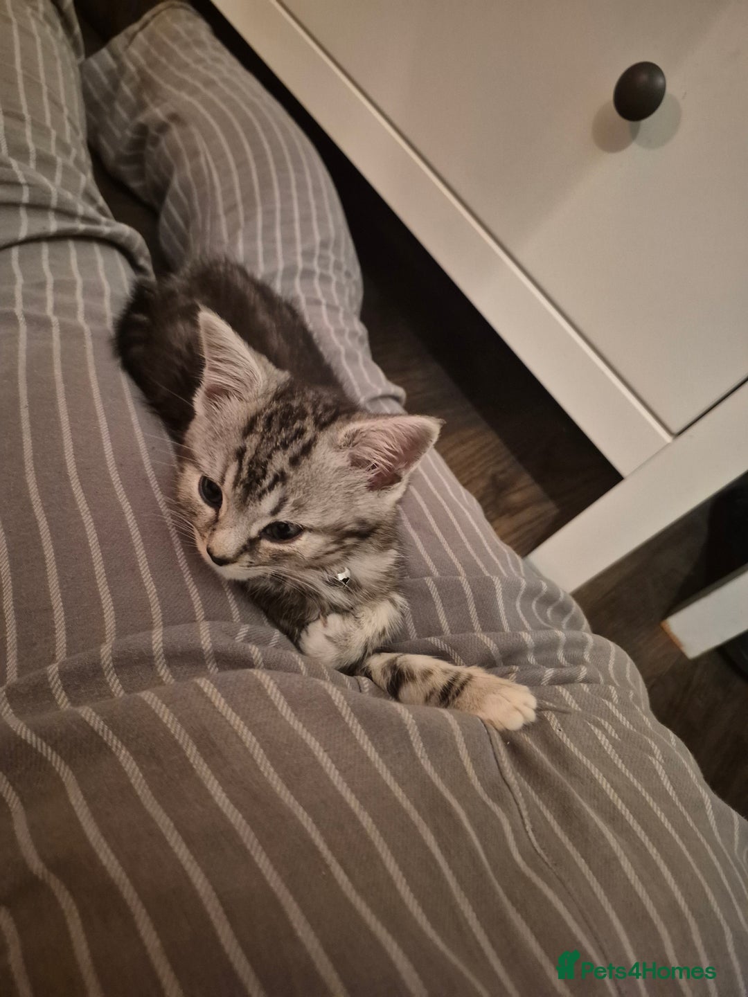 Domestic Shorthair cats for sale: Male Black silver tabby in Bootle - Advert 4