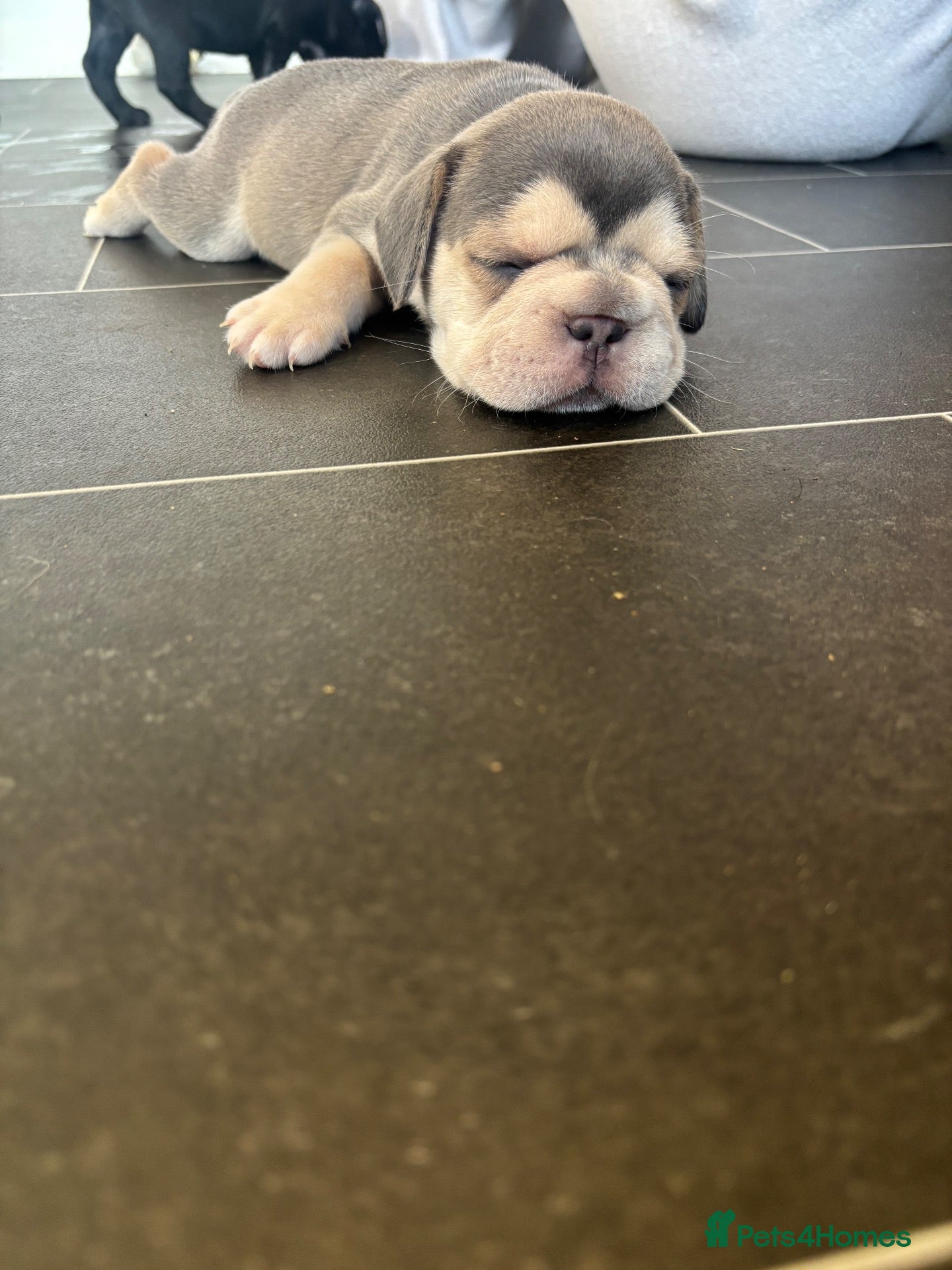 French Bulldog dogs French bulldog puppies  - Advert 1