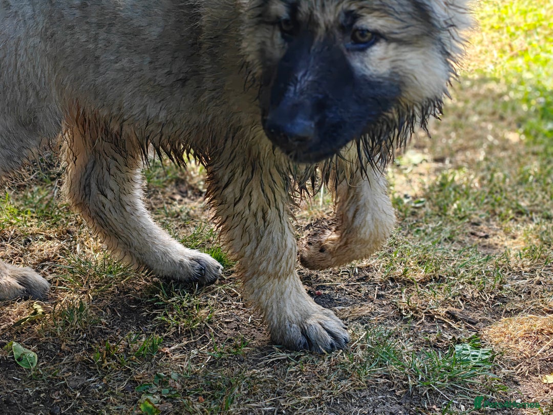 German Shepherd dogs for sale: Beautiful long coated  in Coalville - Image 26